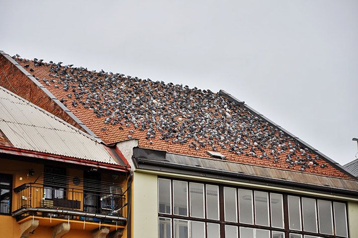 A2B Pest Control are able to install spikes to deter birds from roofs in Morecambe. 