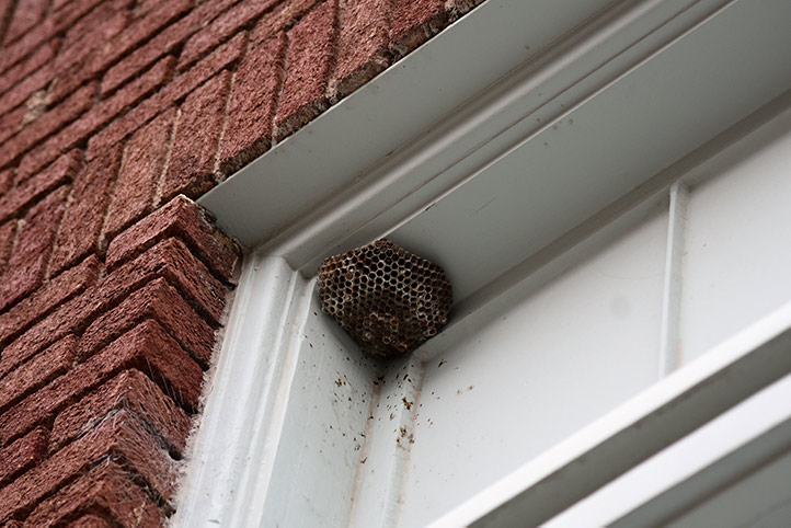 We provide a wasp nest removal service for domestic and commercial properties in Morecambe.